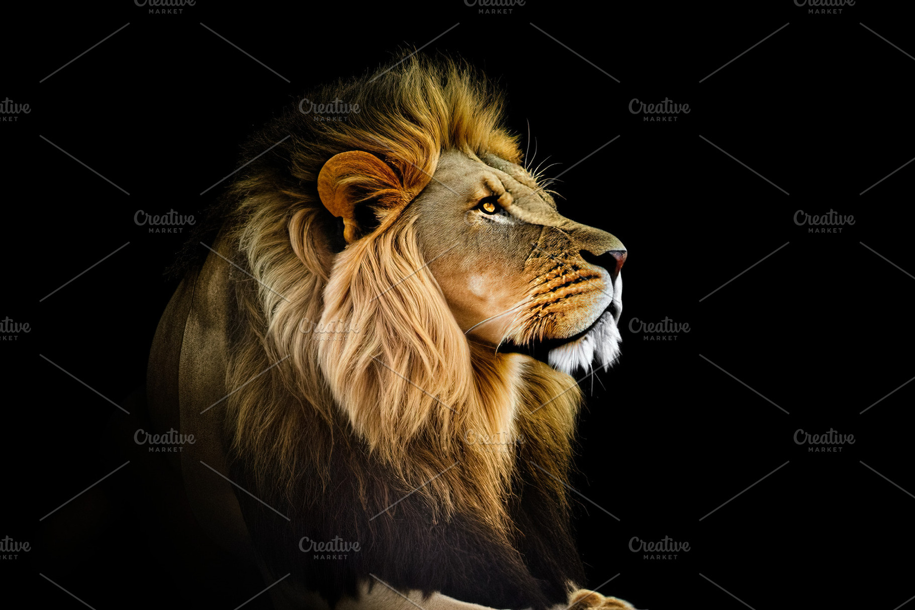 Portrait of a Beautiful Lion, an Animal Photo by Onedaystory