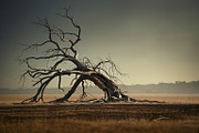 48 Dying Tree Images, a Nature Photo by h.utomo (Thumbnail 29 of 48)