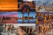 80 Desert Camel Stock Photos, an Animal Photo by Incomelion (Thumbnail 12 of 15)