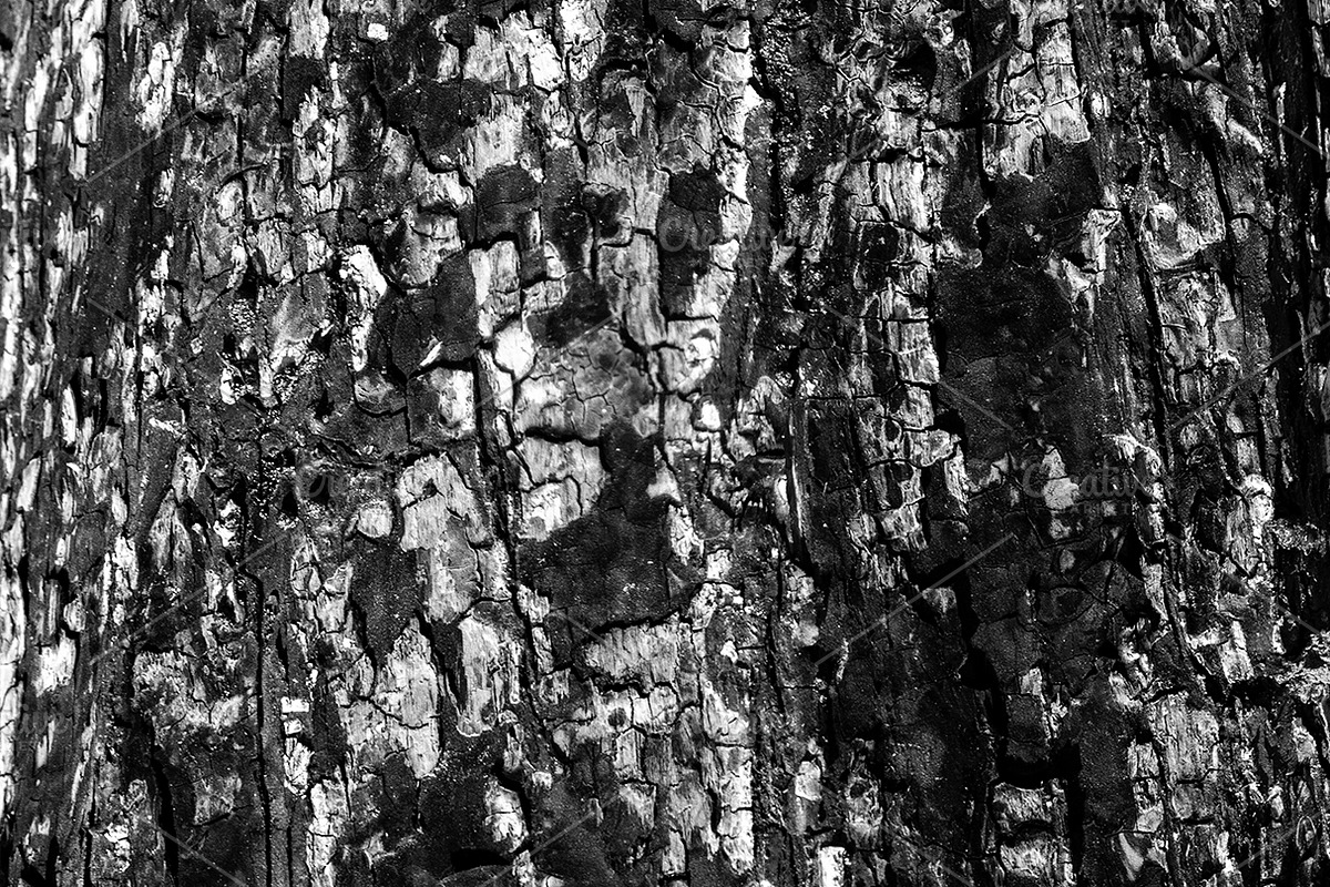 A close-up image of a texture tree, a Background Photo by Schreibikus (Photo 3 of 10)