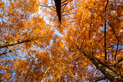 Japan Alpine Autumn 5 Forests photos, a Nature Photo by Silent Nature (Thumbnail 4 of 5)
