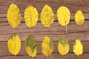 Autumn Floral Mockup, an Object Graphic by uncle-rico (Thumbnail 11 of 12)