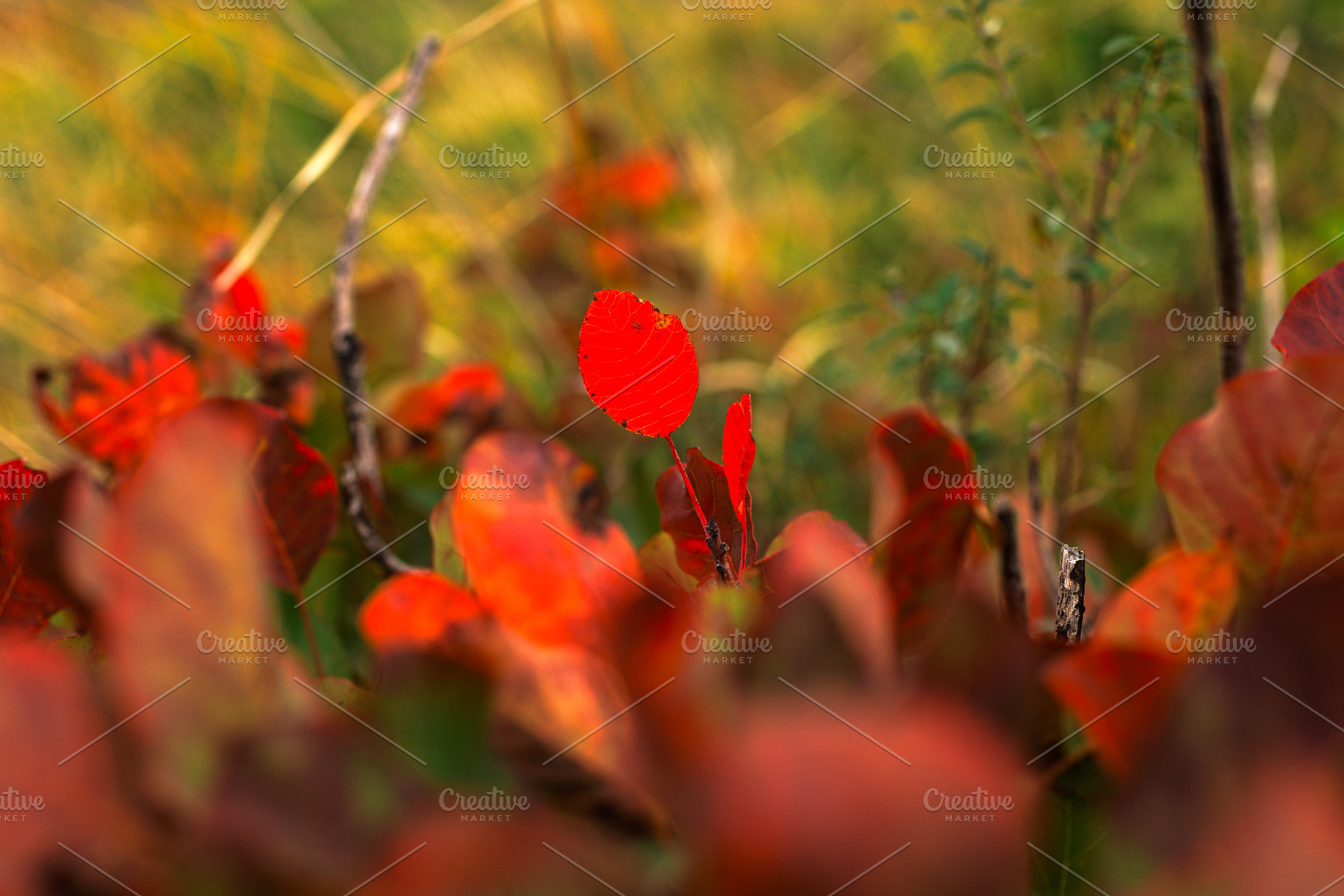 Close up of Beautiful smoke tree in autumn, a Nature Photo by Bepslabor