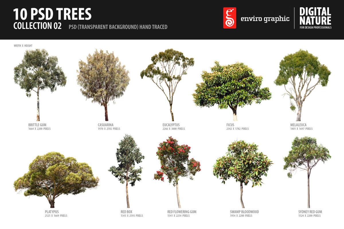 10 PSD Trees Collection 2