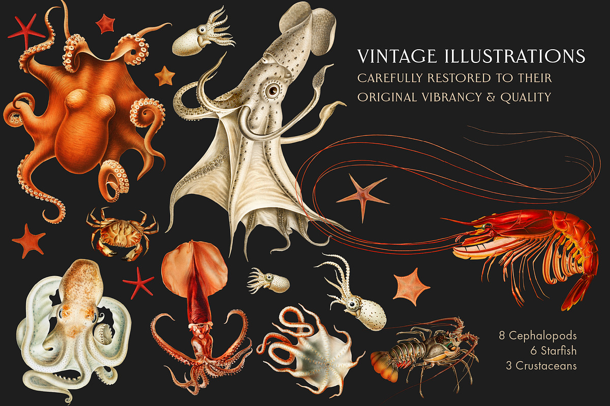 60 Vintage Marine Creatures, an Illustration by The Object Atlas (Photo 2 of 8)
