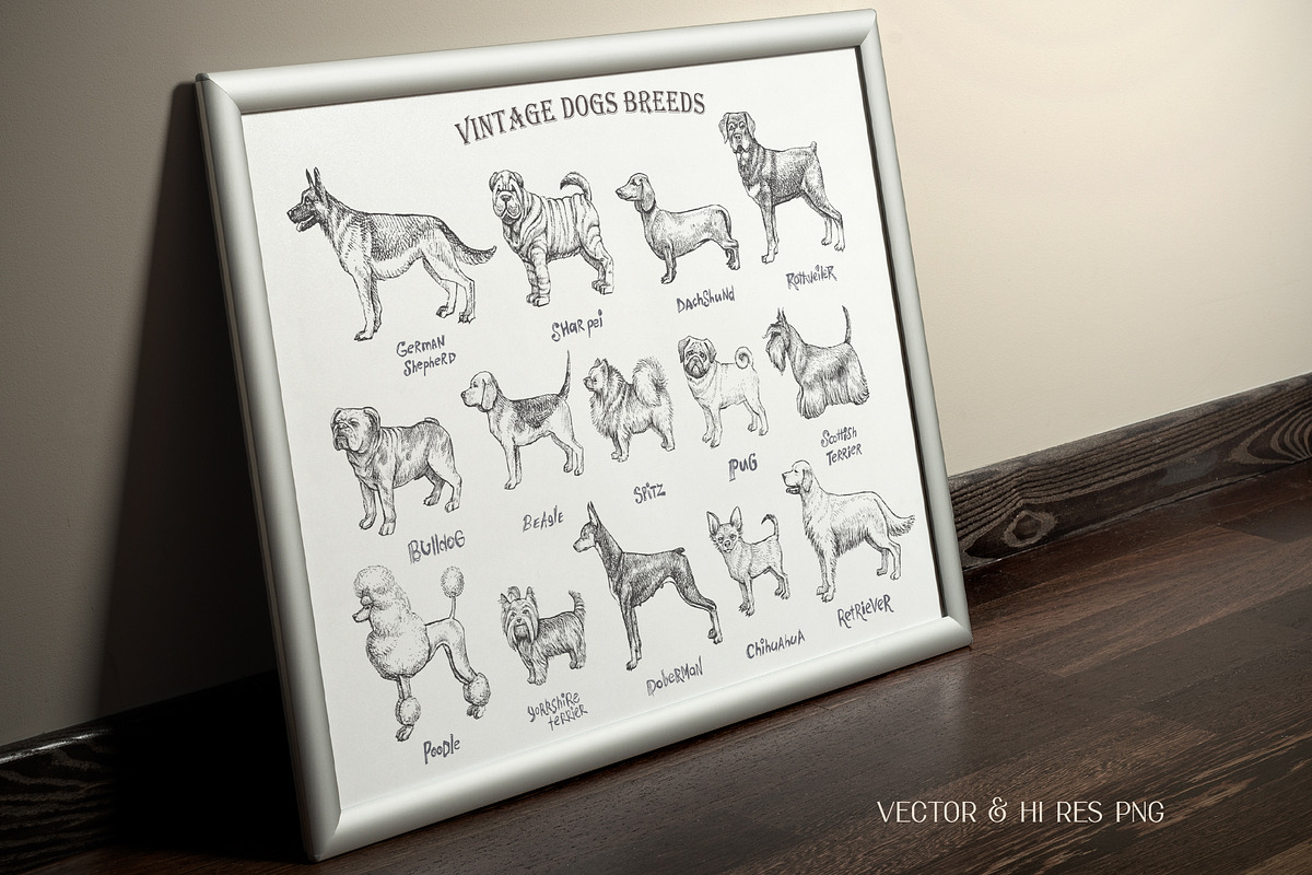 Dog breeds vintage hand drawn vector, an Illustration by Aquatinta (Photo 5 of 8)