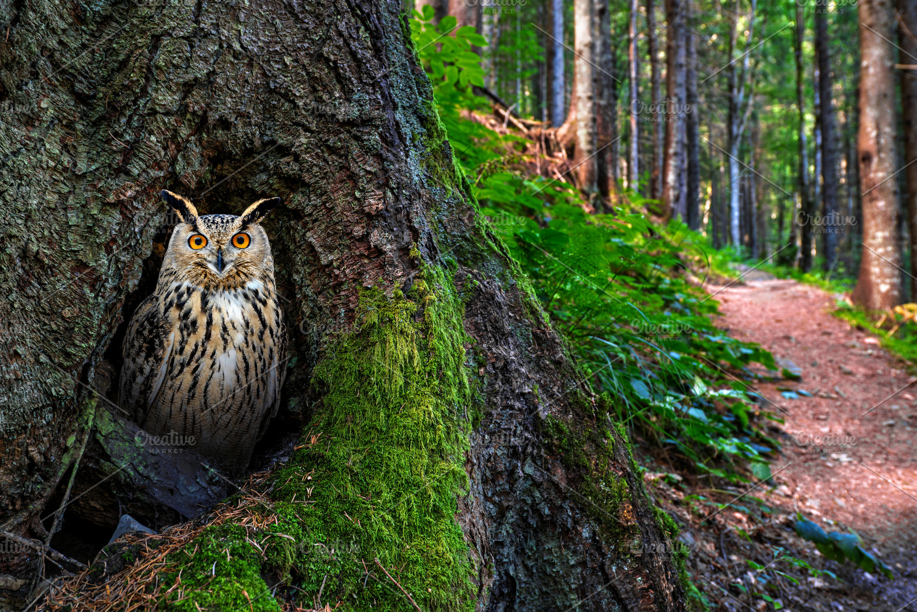 Young Owl Emerging From a Mossy Forest Tree, an Animal Photo by Byrdyak