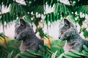 Bright Vibrant FUJIFILM LR Presets, an Action Add-On by CityTurtles (Thumbnail 8 of 10)