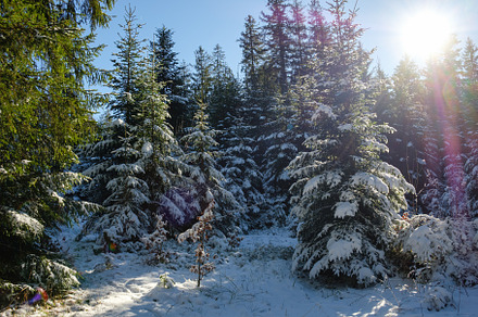 Snowy forest in winter sunlight