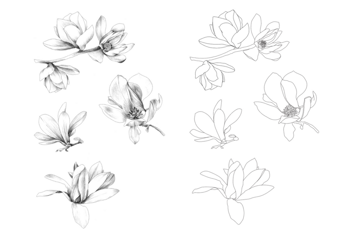 Hand Sketched Magnolia, an Object Graphic by VictoriaKStudio (Photo 2 of 6)