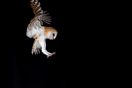 barn owl in flight towards the trunk, an Animal Photo by Nat