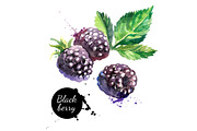 Watercolor Berries Vector Set, a Food Illustration by Elena Pimonova (Thumbnail 2 of 4)