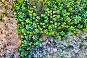 Aerial view of trees in the vosges stock photo containing forest and france, a Nature Photo by Leonid Andronov