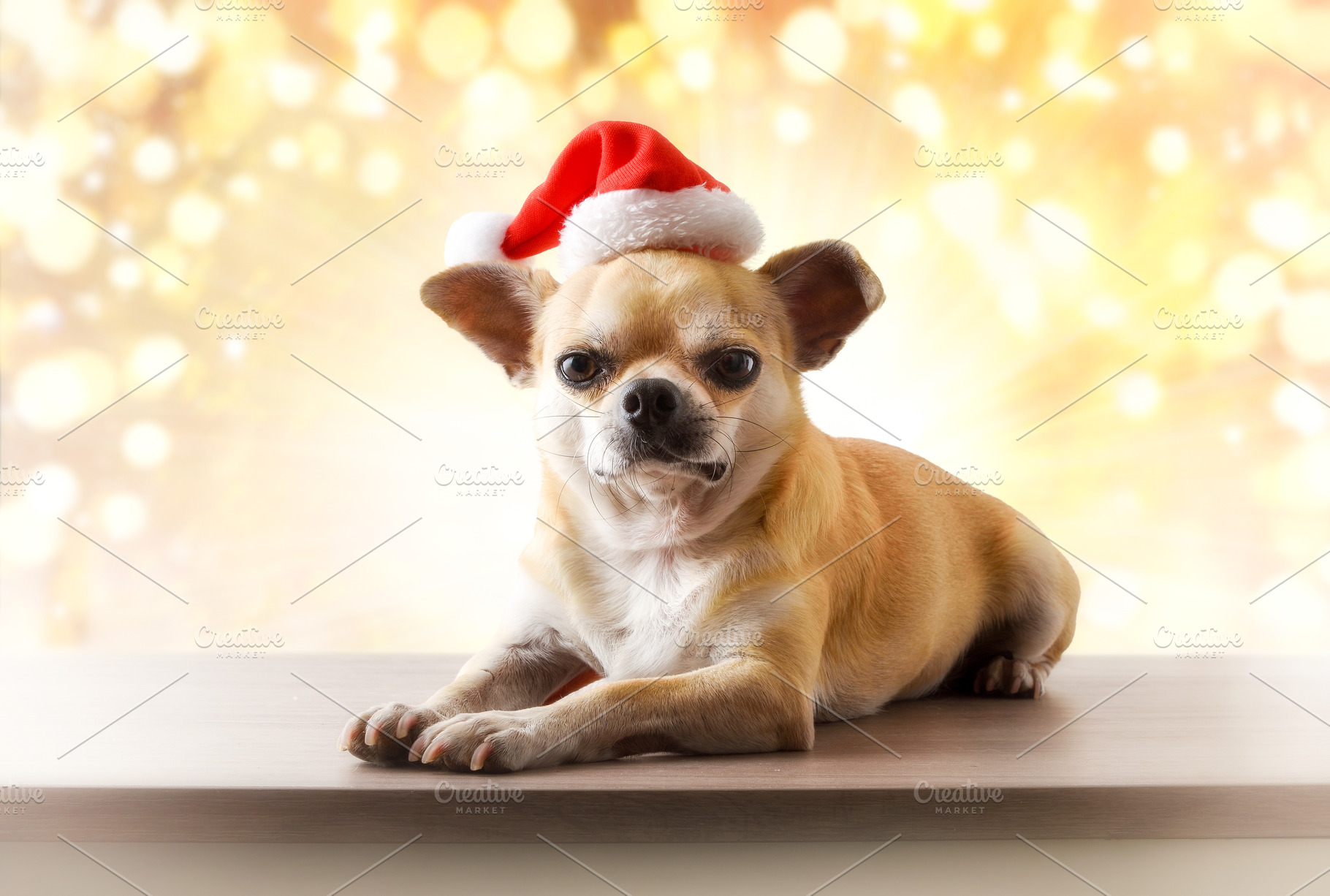 Chihuahua dog Santa hat with golden bokeh background and sparkle, a Holiday Photo by Davizro's Market
