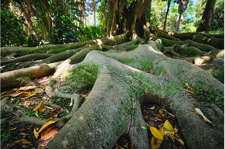 Ficus macrophylla trunk and roots, a Nature Photo by f9photos
