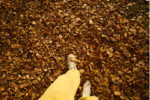 Walking through a carpet of golden, a Nature Photo by darksoul72