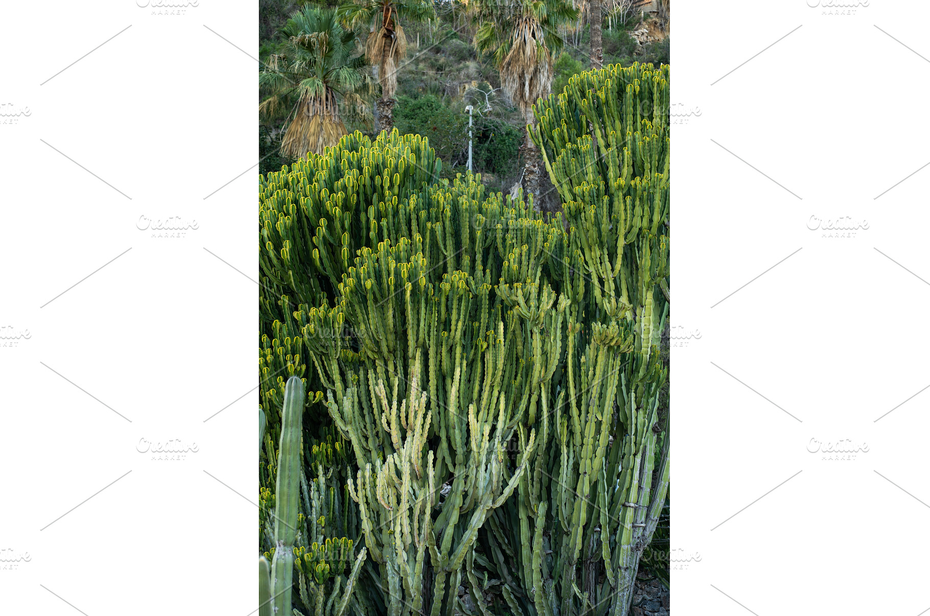 Desert plants providing a habitat, a Nature Photo by volodymyrshtun13795