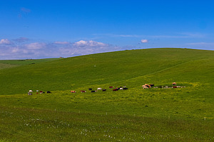 Cattle grazing on green rolling hills under a blue sky, concept of sustainable, a Photo by Studio ANNA
