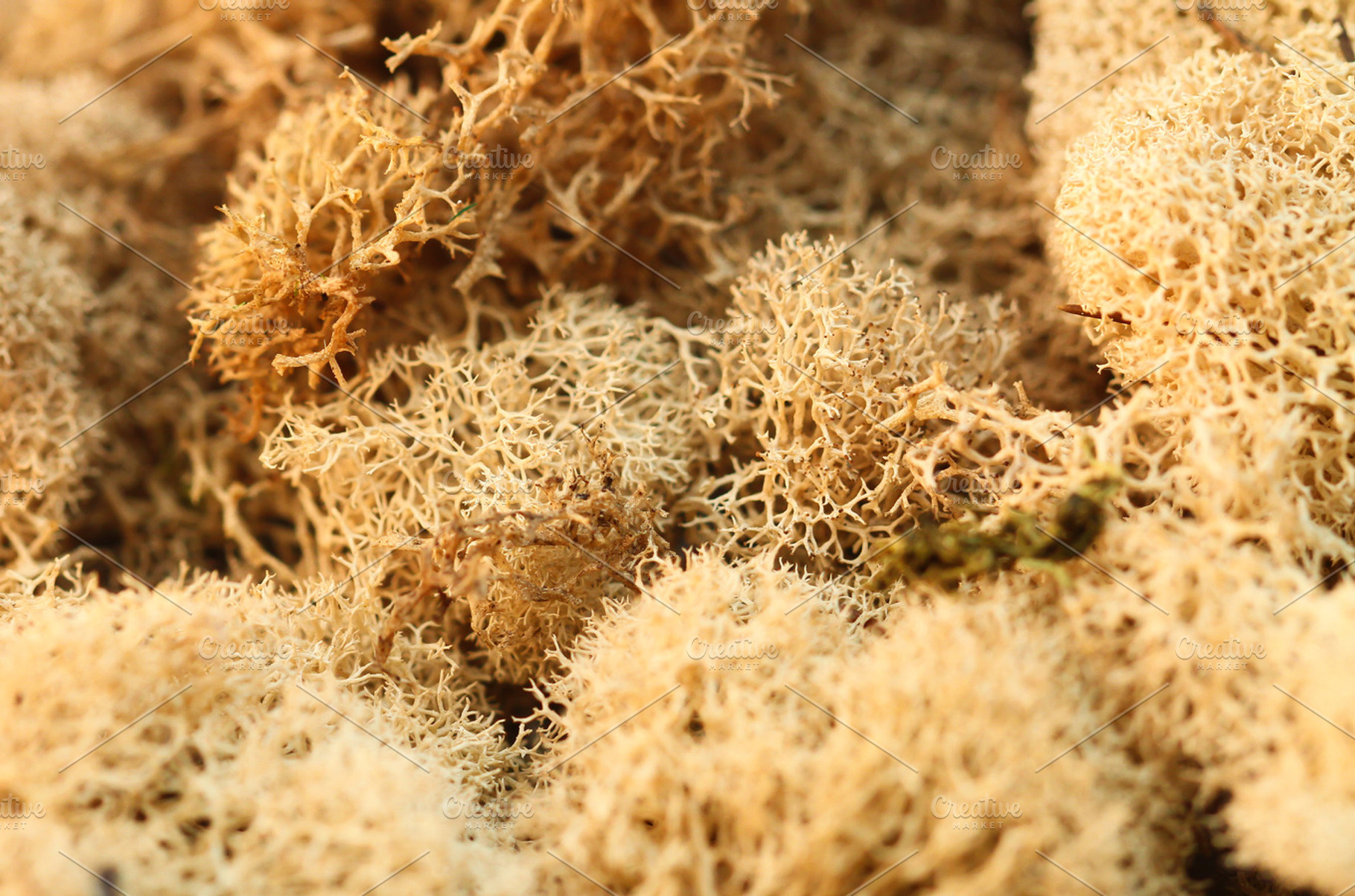 Reindeer Moss