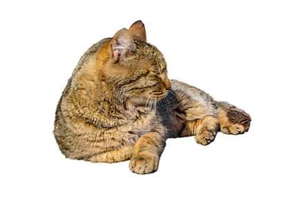 Side View Adult Cat Resting Isolated Photo, an Animal Photo by DanFLCreativo