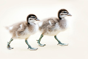 Cute Ducklings On Sand, an Animal Photo by THP Creative