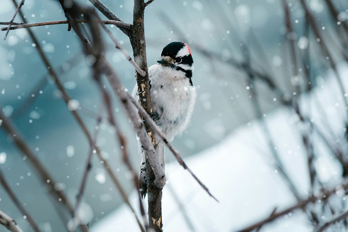 Snow Overlay, a Texture Graphic by Neermana (Photo 4 of 5)