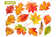 Watercolor autumn leaves clipart, a Seasonal Illustration by ArtfulStudio (Thumbnail 2 of 7)