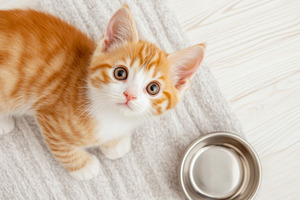 Kitten sitting near an empty bowl on, a Photo by Dvoevnore photos