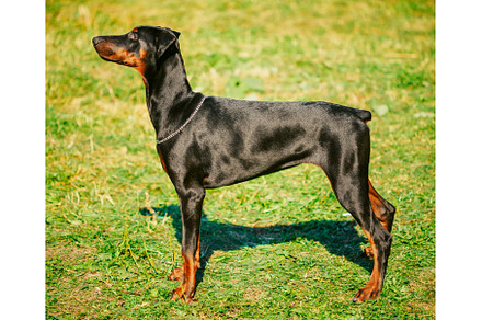 Black Doberman Dog On Green Grass, an Animal Photo by Our Amazing World