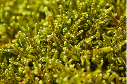 Moss on tree,wood background. Green, a Nature Photo by Rohan Photography