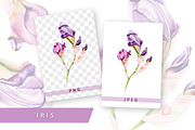 5 illustrations flower color mix, a Decorative Illustration by Integrity_store (Thumbnail 8 of 11)
