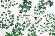 Watercolor Ivy Clipart, an Illustration by Digital Curio (Thumbnail 1 of 5)