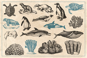 154 Vintage Sea Illustrations