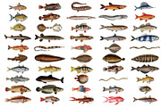 500+ Vintage Fish Illustrations, an Illustration by Dene Studios (Thumbnail 15 of 15)