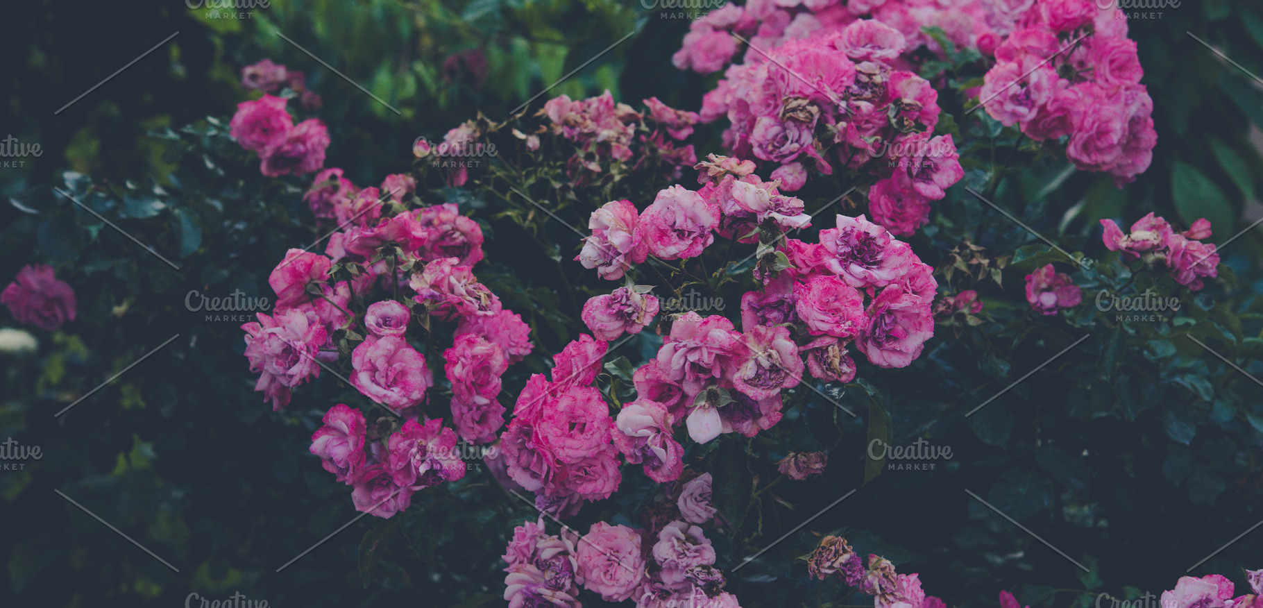A close-up of a bush of bright pink garden roses with lush inflo, a Nature Photo by ndanko