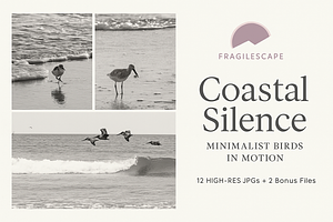 Coastal Silence: Minimalist Birds, an Animal Photo by Fragilescape
