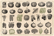 150 Vintage Vegetables (Vector), a Food Illustration by Brigantine Designs (Thumbnail 4 of 7)