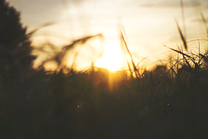 Sun through the tall grass containing nature, photography, and nature