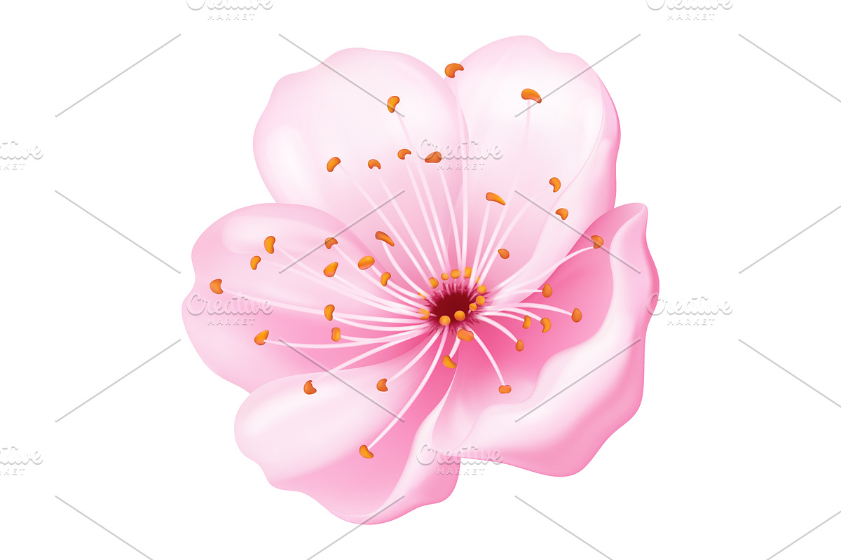 Pink sakura flowers collection., an Object Illustration by Yayasya (Photo 3 of 3)