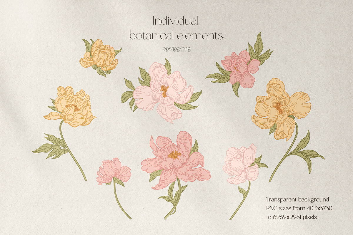 My lovely peonies. Color & B&W, an Illustration by Lisla (Photo 10 of 11)