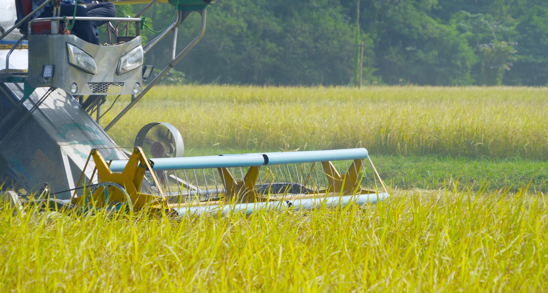 Tractor rice car working on dry or ripe rice paddy, crop field,, a ...
