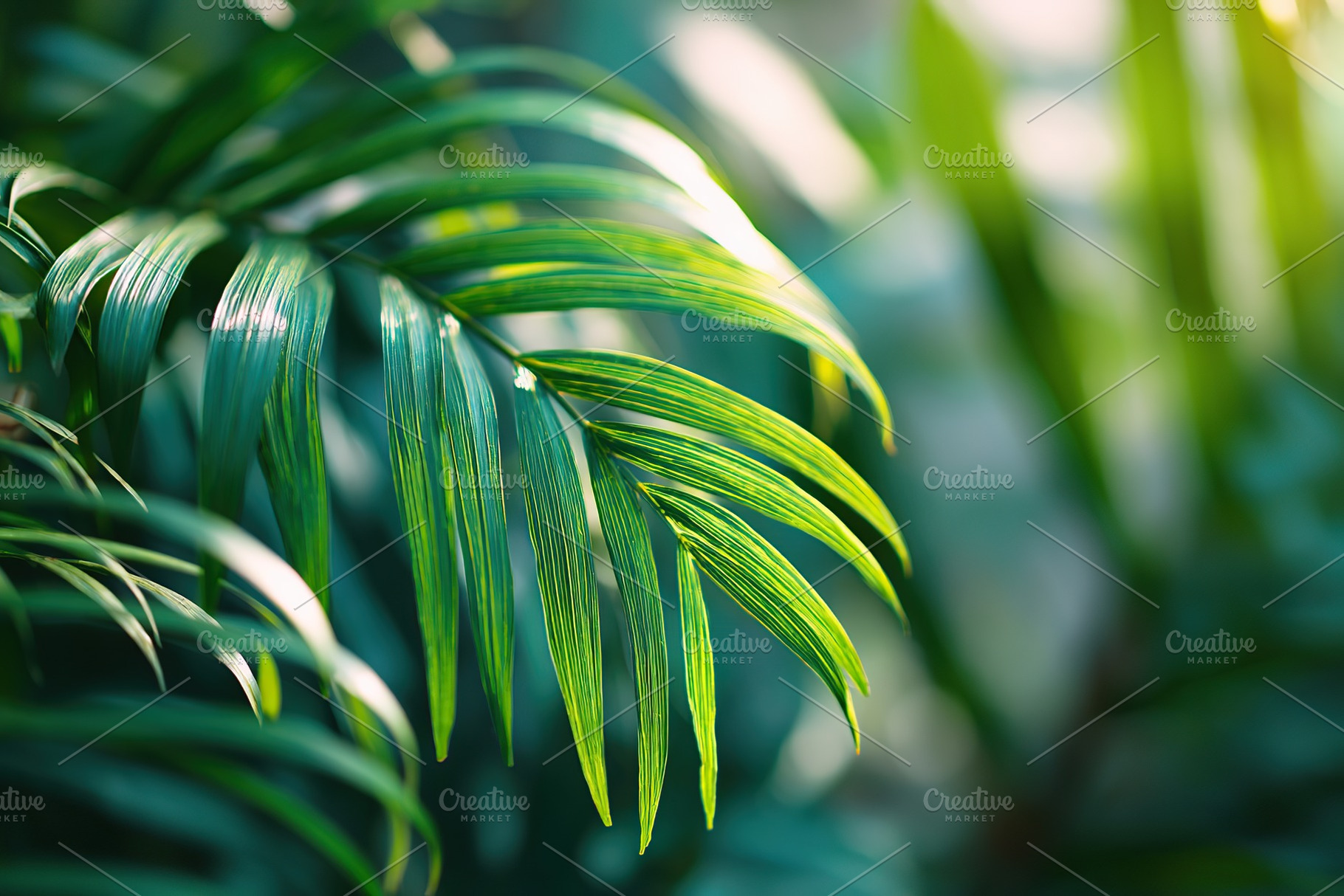 Tropical botanical setting featuring vibrant green palm leaves and lush foliage, a Nature Photo by AlyaAnd