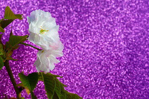 Close-up of white cherry blossom flowers and green leaves agains, a Nature Photo by Ales Munt