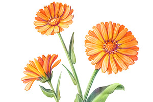 Calendula Pencil Illustration