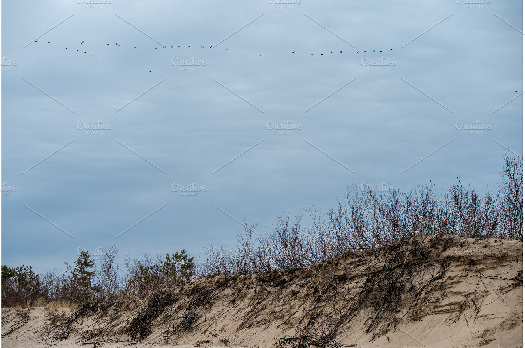 Flock of flying geese in blue sky, an Animal Photo by COLORFUL