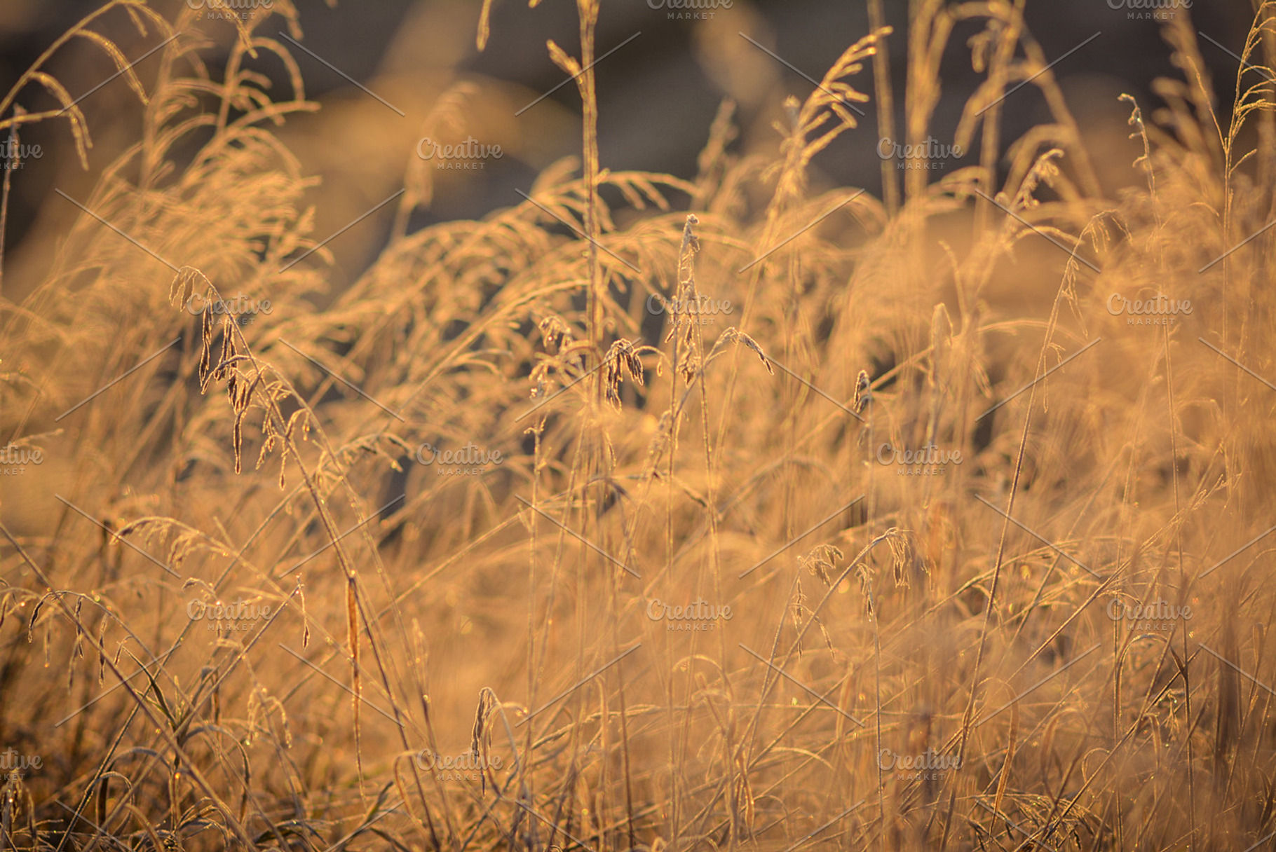 Dry Grass In Morning