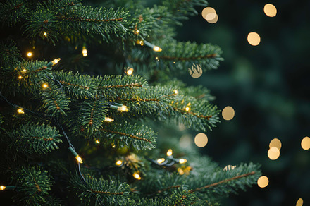 Glowing lights adorn evergreen branc, a Photo by Tanuart
