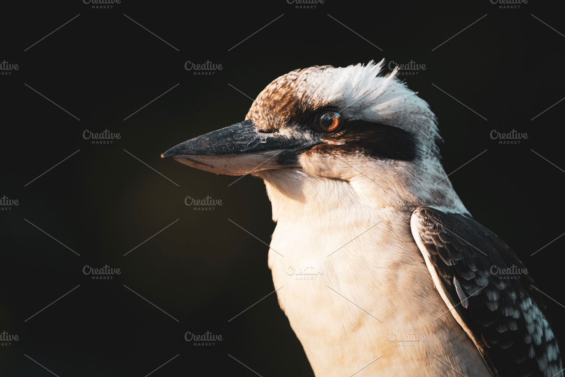 Laughing Kookaburra, an Animal Photo by Rob D Animal Photography