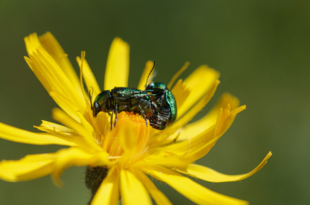 Close-up of beetles mating on yellow flower, a Nature Photo by Bepslabor