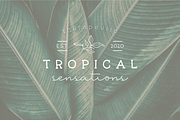 Beach Lovers Paradise Font Trio, a Handwritten Font by Vanem Studio (Thumbnail 3 of 12)